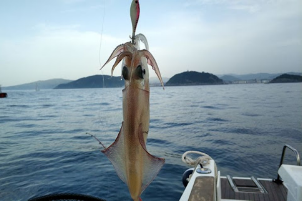 pesca de calamar